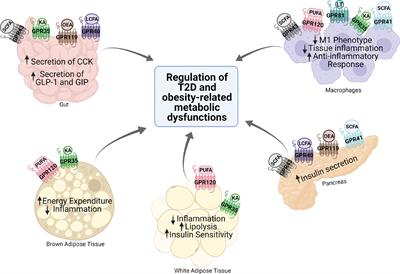 Metabolic Functions of G Protein-Coupled Receptors and β-Arrestin-Mediated Signaling Pathways in the Pathophysiology of Type 2 Diabetes and Obesity